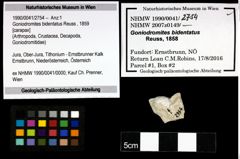 Foto (Objekt + Etiketten) von Goniodromites bidentatus (Reuss, 1859) 